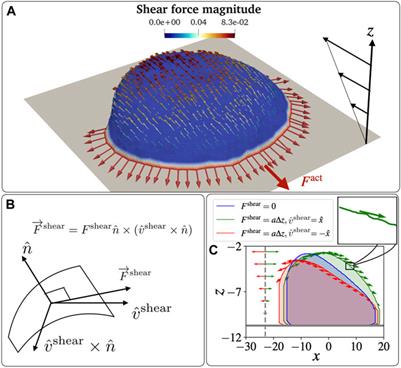 Modelling how curved active proteins and shear flow pattern cellular shape and motility